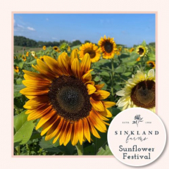 Sinkland Farms 3rd Annual Sunflower Festival