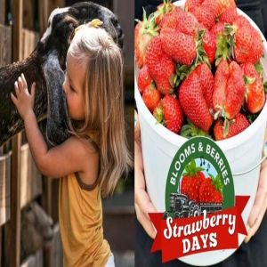 Strawberry Days at Blooms and Berries, Loveland, Ohio, United States