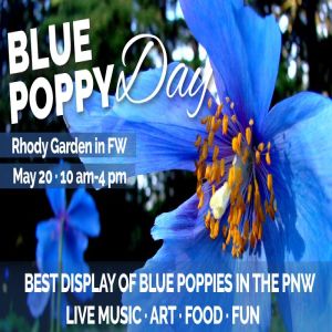 Blue Poppy Day, May 20 at the Rhody Garden in Federal Way, Federal Way, Washington, United States