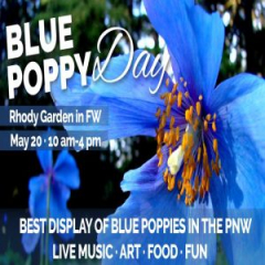Blue Poppy Day, May 20 at the Rhody Garden in Federal Way