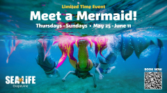 Meet a Mermaid at SEA LIFE Grapevine