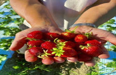 U-PICK Strawberries at Twin Star