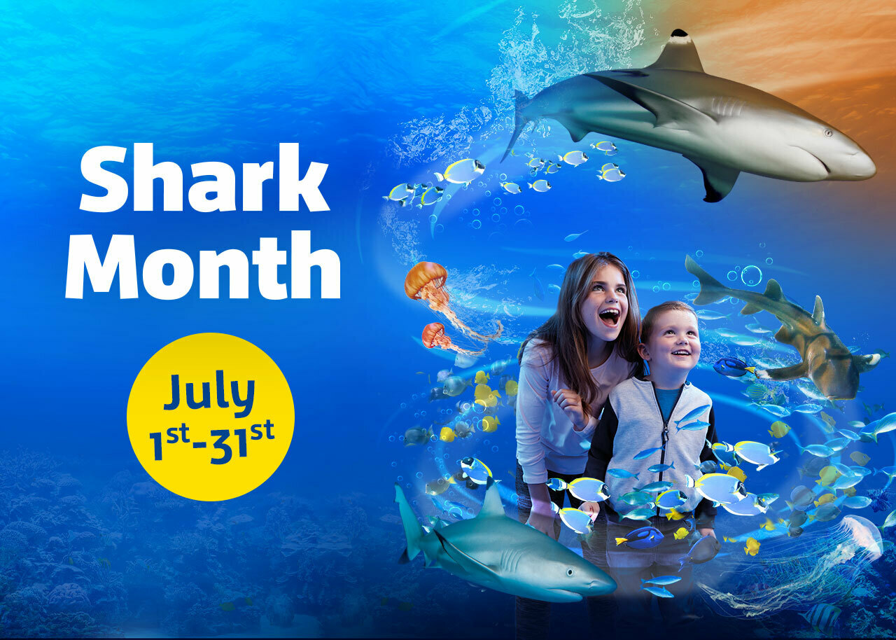 SHARK MONTH at SEA LIFE Grapevine!, Grapevine, Texas, United States