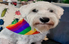 Pride: Pets on the Patio
