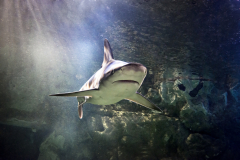 Shark Days at Michigan's Largest Aquarium