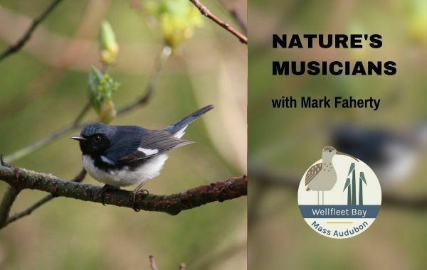 Tent Talks: Nature's Musicians with Mark Faherty, Truro, Massachusetts, United States