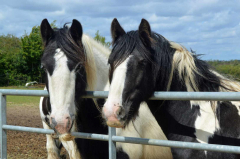 #Postponed# Open Day Sunday 6th August 12pm until 5pm. Greenland Grove Animal Sanctuary, CO1m