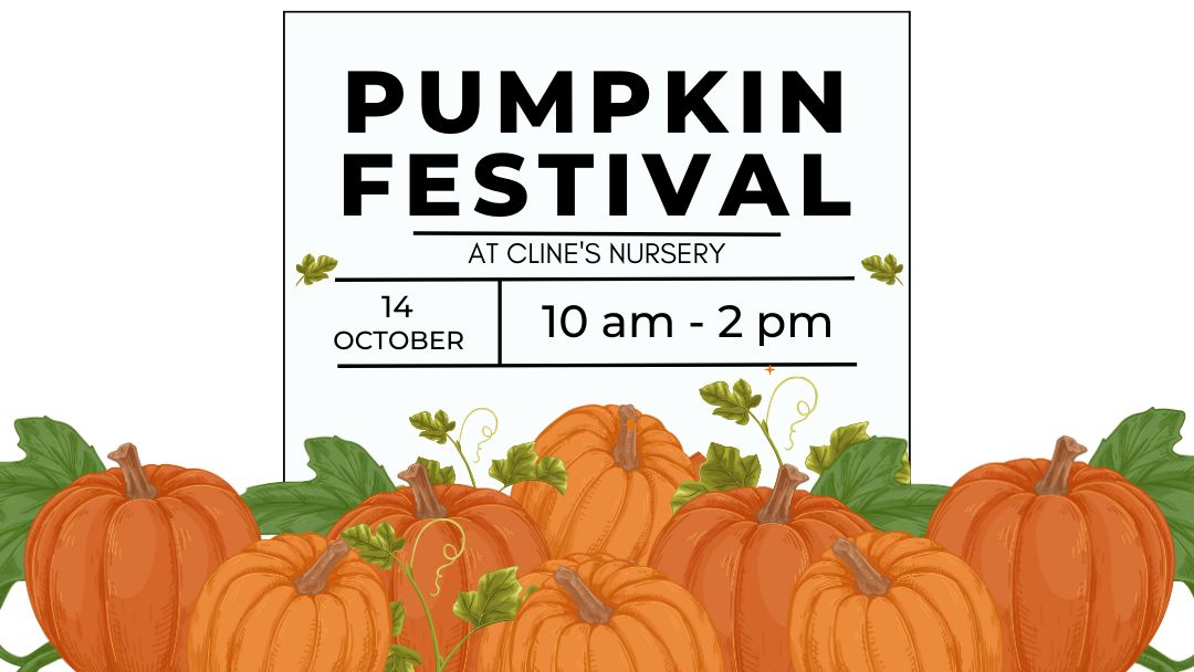 Pumpkin Festival, Shelby, North Carolina, United States