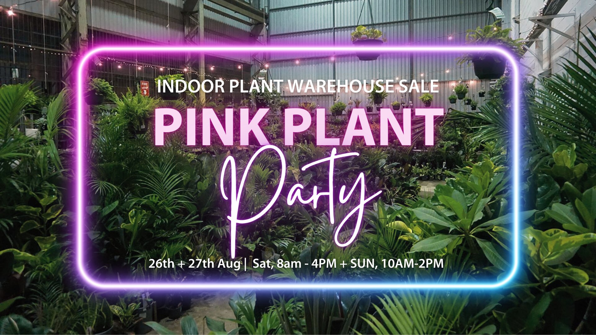 Sydney – Huge Indoor Plant Warehouse Sale – Pink Plant Party!, Sydney, New South Wales, Australia