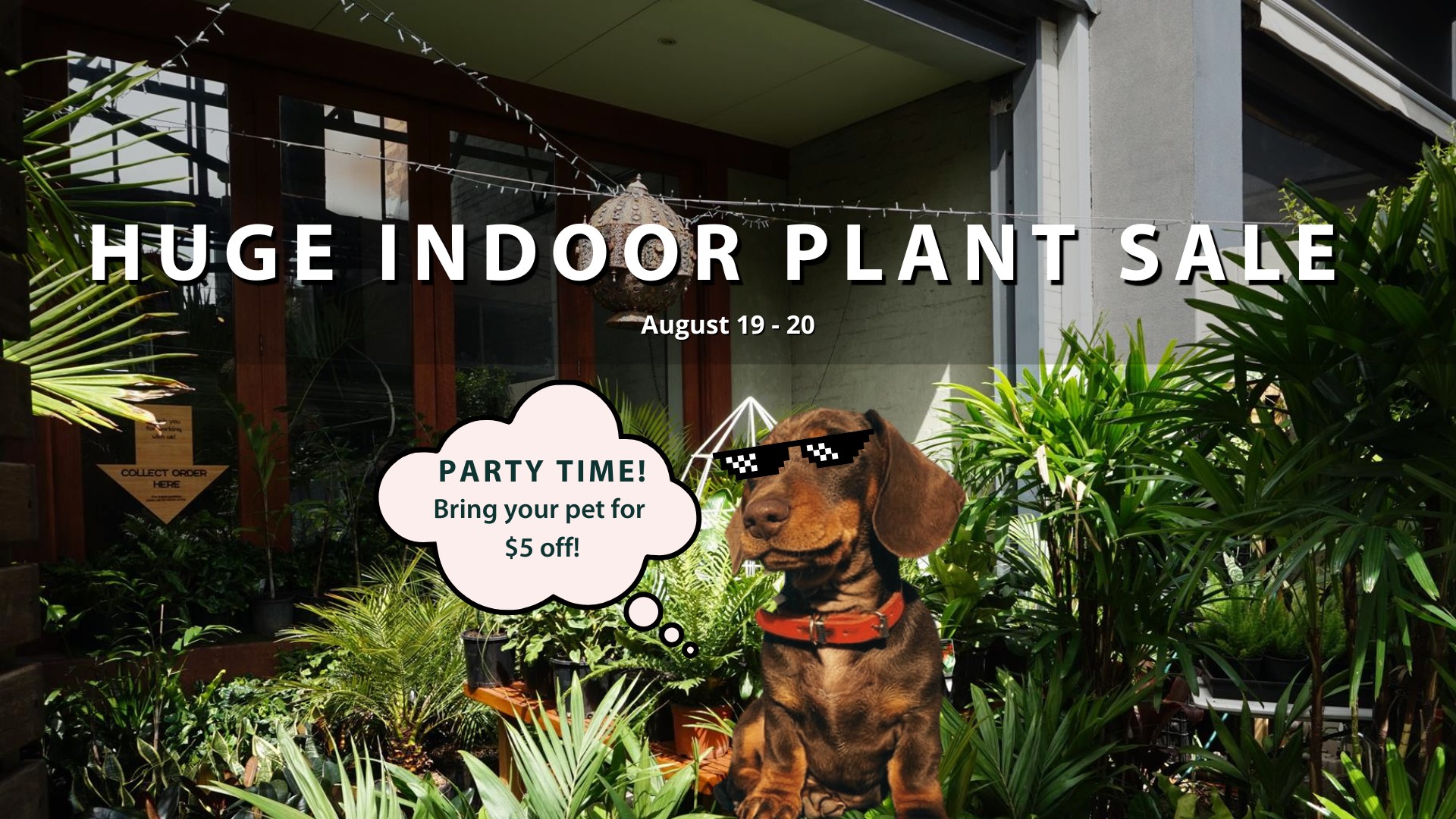 Perth Indoor Plant Warehouse Sale – Pet Friendly Focus, Perth, Western Australia, Australia