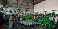 Canberra – Huge Indoor Plant Warehouse Sale - Springtime Fiesta!