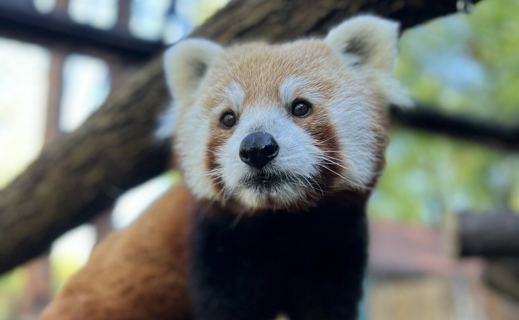 INTERNATIONAL RED PANDA DAY @ Brandywine Zoo, Wilmington, Delaware, United States