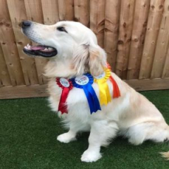 The Kent We love Dogs