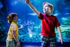 Toddler Time - Toddler Event at SEA LIFE Michigan Aquarium