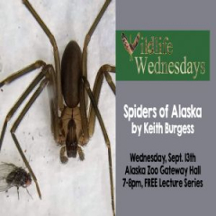 Spiders of Alaska Wildlife Wednesdays Free Lecture