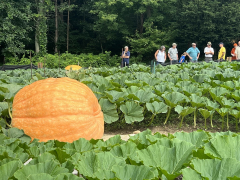 Southern New England Giant Pumpkin Growers Weigh Off and Fall Festival