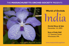Massachusetts Orchid Society Annual Show