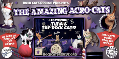 The Amazing Acro-Cats Astound Asheville