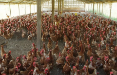 Poultry Farming for Food Security and Poverty Eradication Course