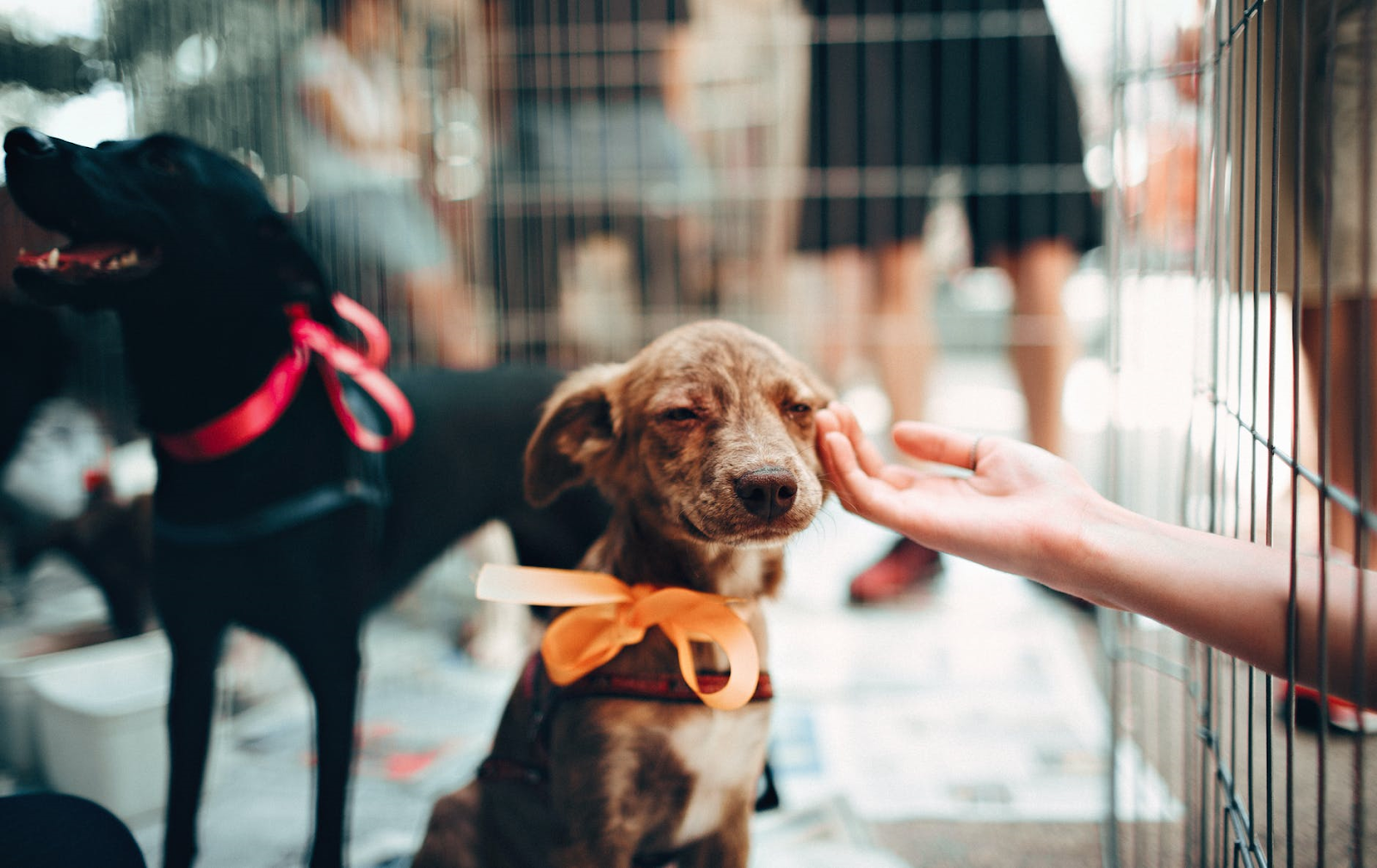 Give a Dog a Home Sponsorship, Online Event