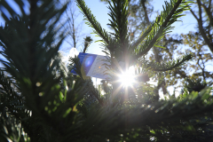 Christmas Tree Shop at Moors Valley Country Park and Forest