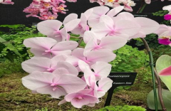 WRAYSBURY ORCHID EVENT and OSGB ORCHID AUTUMN SHOW