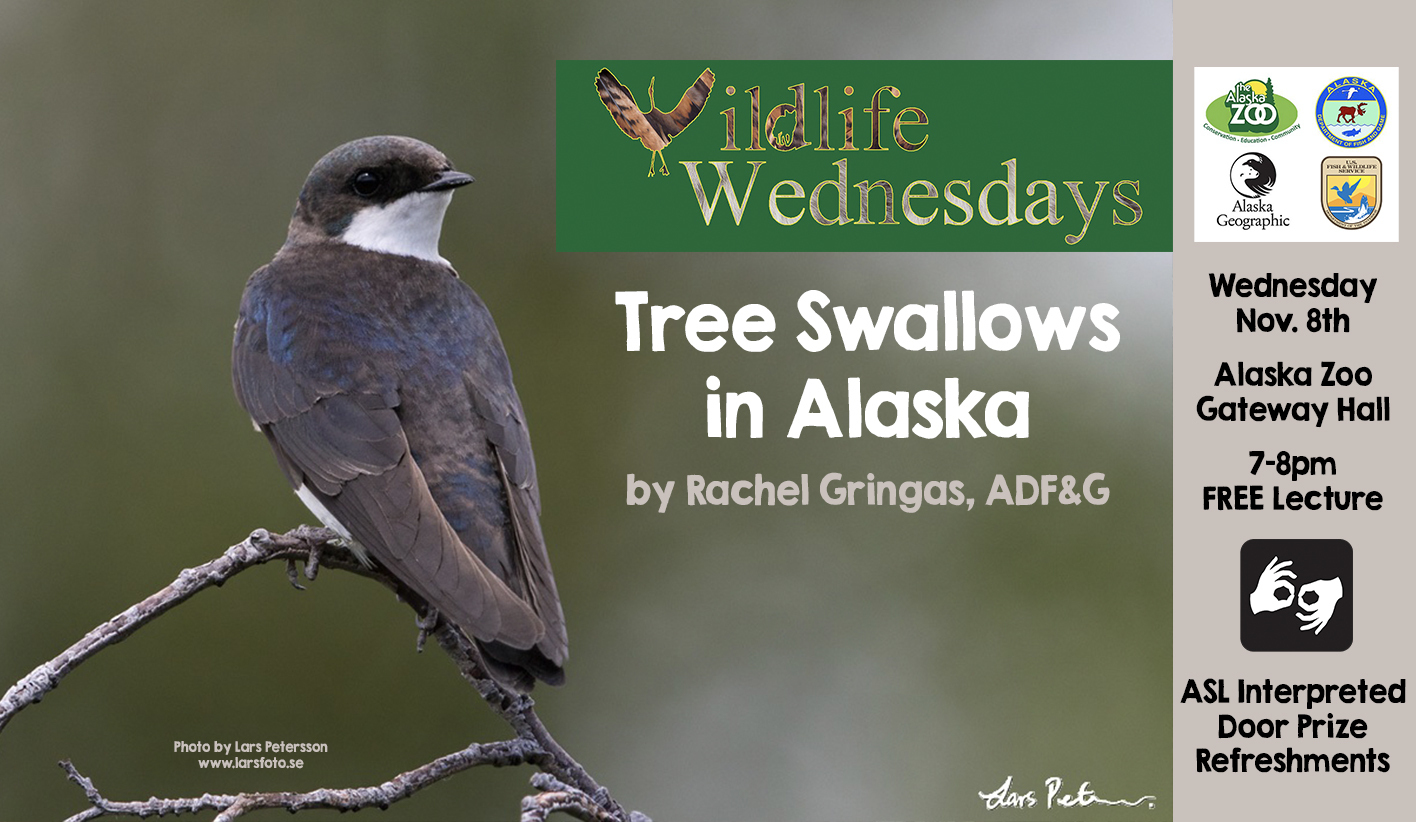 Wildlife Wednesdays Free Science Lectures: Tree Swallows in Alaska, Anchorage, Alaska, United States