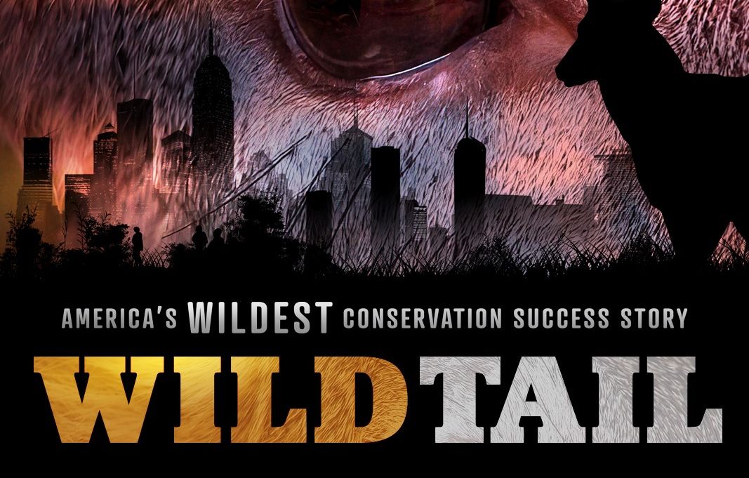 "WildTail: America's Wildest Conservation Success Story" Film Premiere, Bozeman, Montana, United States