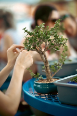 Bonsai and Brews at Bayboro Brewing