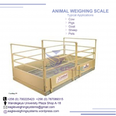 What is the price of animal weighing scale in Kampala ?
