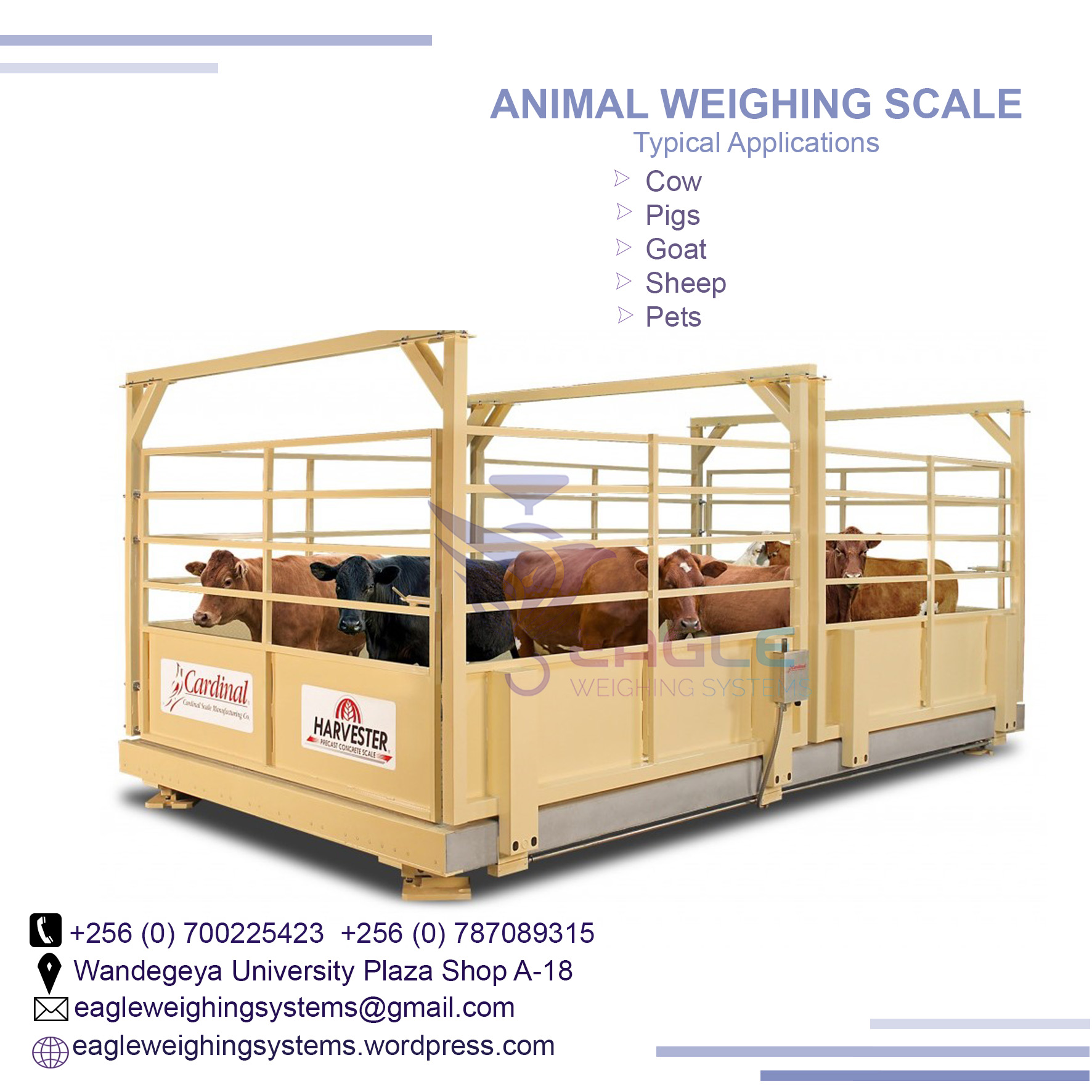 Digital platform animal weighing scales in Kampala Uganda, Kampala Central Division, Central, Uganda