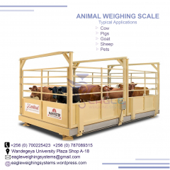 Digital platform animal weighing scales in Kampala Uganda