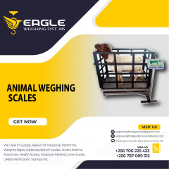 A12E platform animal weighing scales company Kampala Uganda