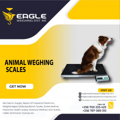 Electronic platform digital animal weighing scale with railing in Kampala