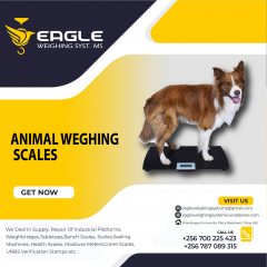 Eagle animal weighing scales 3000 Kg platforms cattle scales in Kampala Uganda