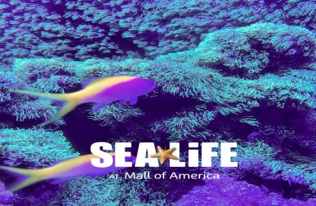 Healthcare Employee Appreciation Days at SEA LIFE at Mall of America, Bloomington, Minnesota, United States