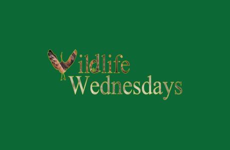 Wildlife Wednesdays Free Science Lectures at the Alaska Zoo, Anchorage, Alaska, United States