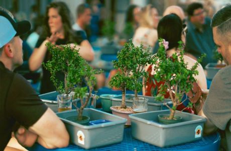 Bonsai and Brews at Bayboro Brewing, St. Petersburg, Florida, United States