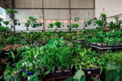 Sydney – Huge Indoor Plant Warehouse Sale – Summertime Madness
