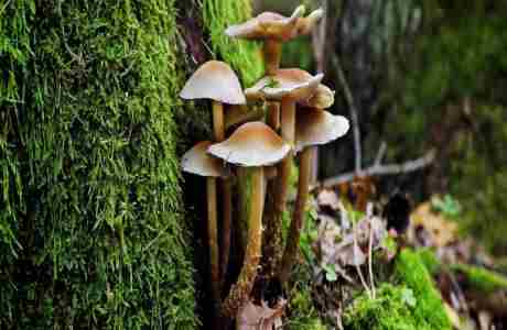 After Dark: Fruiting Fungi, San Francisco, California, United States