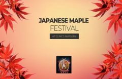 Japanese Maple Festival