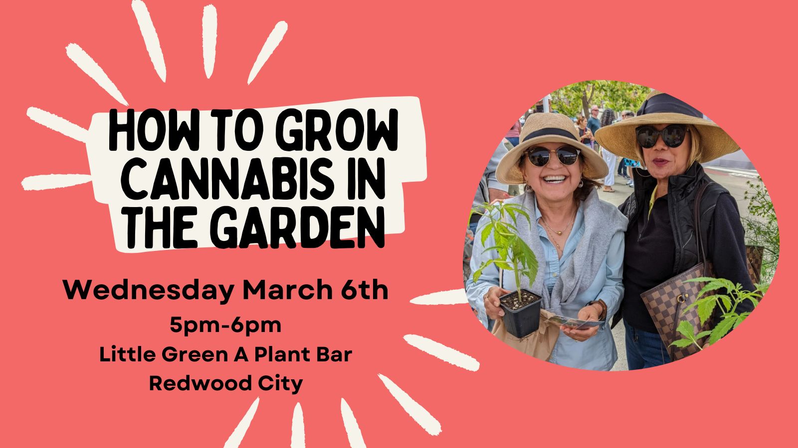 Growing Cannabis in the Garden, Redwood City, California, United States