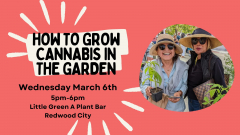 Growing Cannabis in the Garden