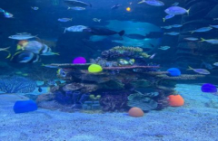 Egg-stravaganza at SEA LIFE Orlando Aquarium