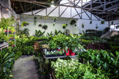 Melbourne - Huge Indoor Plant Sale