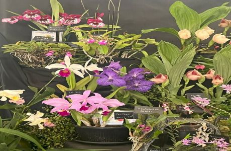 The Orchid Society of Great Britain Spring Show13th April,Squires Garden Centre,Shepperton,TW17 8SG, Shepperton, England, United Kingdom