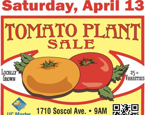 UC Master Gardeners' Tomato Plant Sale!, Napa, California, United States