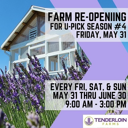 Tenderloin Farms Upick Lavender- Last of the Season for Lavender in this area for 2024, Edwardsville, Illinois, United States