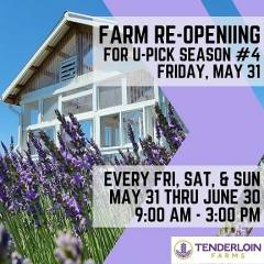 Tenderloin Farms Upick Lavender- Last of the Season for Lavender in this area for 2024