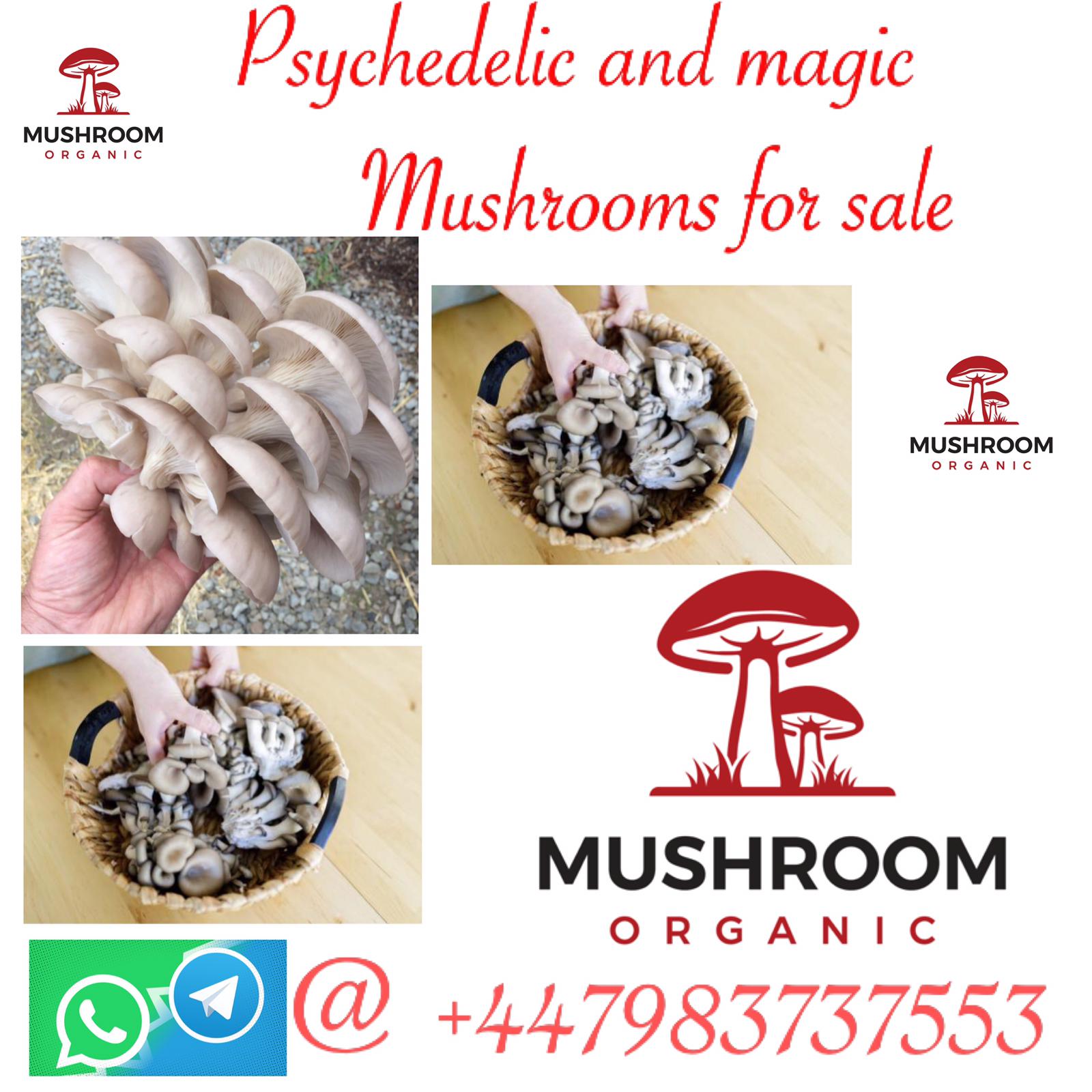 BUY MAGIC AND PSYCHADELIC MUSHROOMS WHATSAPP +447983737553 TO BUY IN MALAYSIA AND SINGAPORE, Online Event